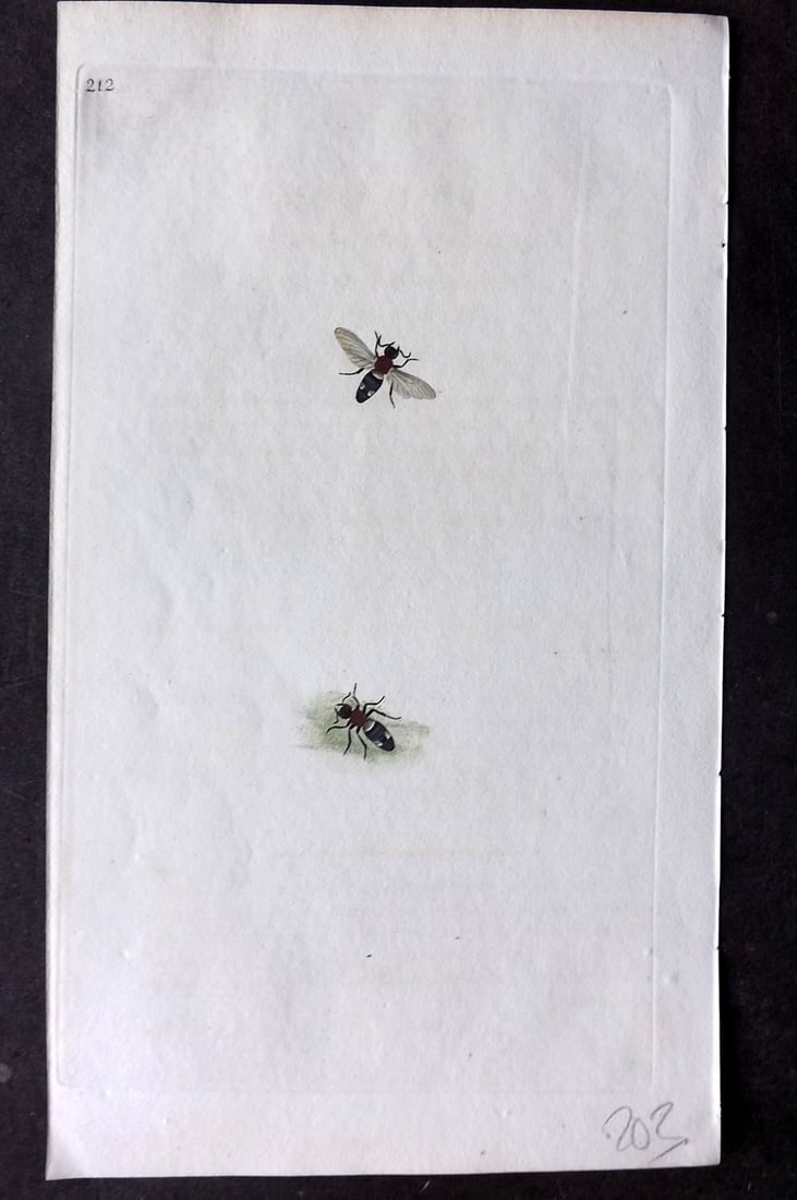 Donovan, Edward C1800 HCol Print. European Mutilla 212: Hand Colored Etching Published 1796-1813, London for "The Natural History of British Insects" by Edward Donovan. With accompanying descriptive text. Paper Size: 9.5 x 6 inch (24 x 15cm) Good Condition