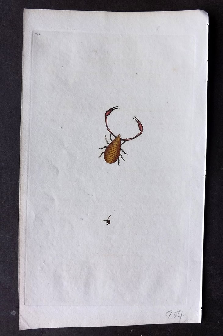 Donovan, Edward C1800 HCol Print. Phalangium Cancroides 215: Hand Colored Etching Published 1796-1813, London for "The Natural History of British Insects" by Edward Donovan. With accompanying descriptive text. Paper Size: 9.5 x 6 inch (24 x 15cm) Good Condition