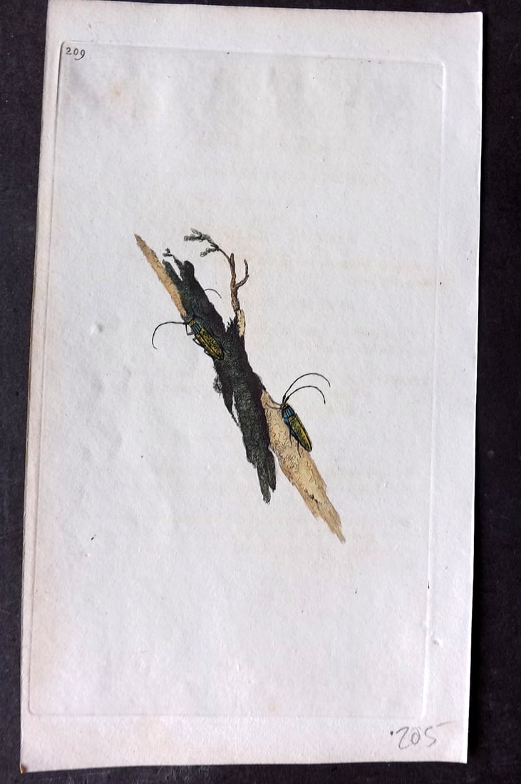Donovan, Edward C1800 HCol Print. Cerambyx Lineatocollis 209: Hand Colored Etching Published 1796-1813, London for "The Natural History of British Insects" by Edward Donovan. With accompanying descriptive text. Paper Size: 9.5 x 6 inch (24 x 15cm) Good Condition