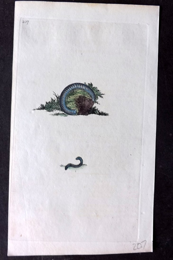 Donovan, Edward C1800 HCol Print. Julus Terrestris 207: Hand Colored Etching Published 1796-1813, London for "The Natural History of British Insects" by Edward Donovan. With accompanying descriptive text. Paper Size: 9.5 x 6 inch (24 x 15cm) Good Condition