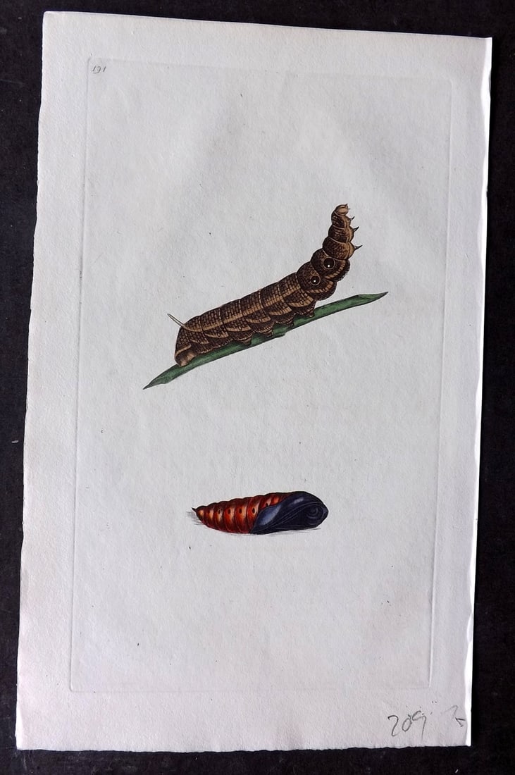 Donovan, Edward C1800 HCol Print. Larva of Silver Stripe Hawk Moth 191: Hand Colored Etching Published 1796-1813, London for "The Natural History of British Insects" by Edward Donovan. With accompanying descriptive text. Paper Size: 9.5 x 6 inch (24 x 15cm) Good Condition