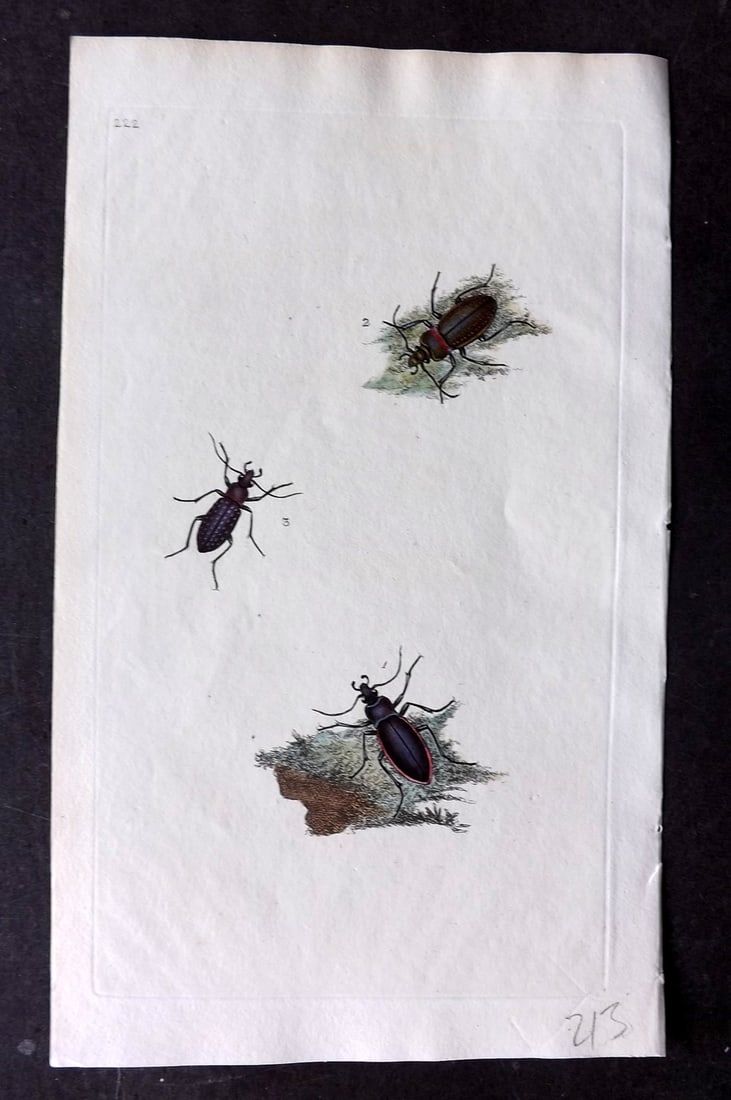 Donovan, Edward C1800 HCol Print. Carabus Violaceus 222: Hand Colored Etching Published 1796-1813, London for "The Natural History of British Insects" by Edward Donovan. With accompanying descriptive text. Paper Size: 9.5 x 6 inch (24 x 15cm) Good Condition
