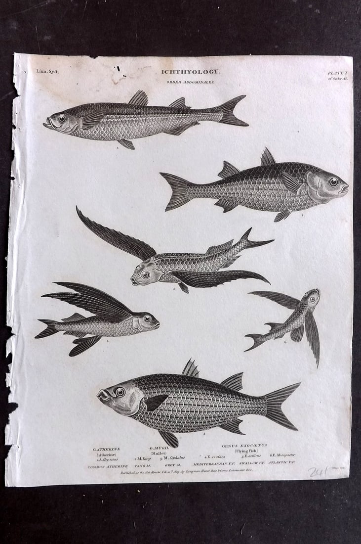 Rees, Abraham 1820 Antique Print. Ichthyology - Atherine, Mullet, Flying Fish 01 (1 of 1)