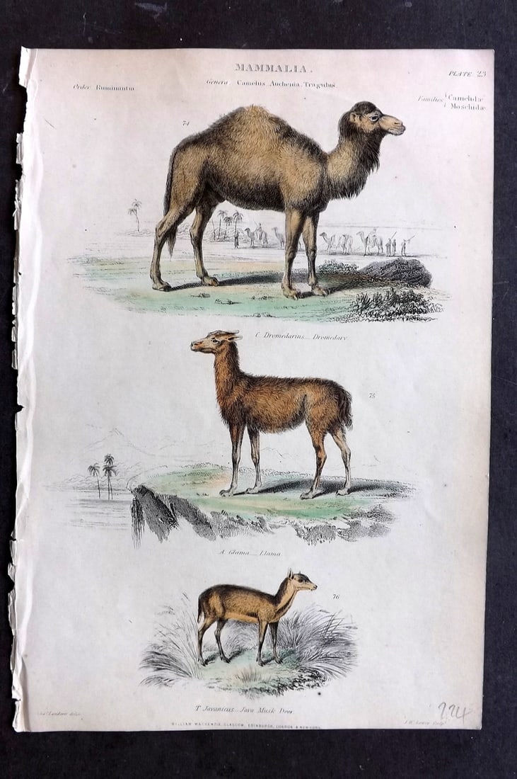 Richardson, John 1862 HCol Print. Dromedary, Llama, Java Deer 23 (1 of 1)