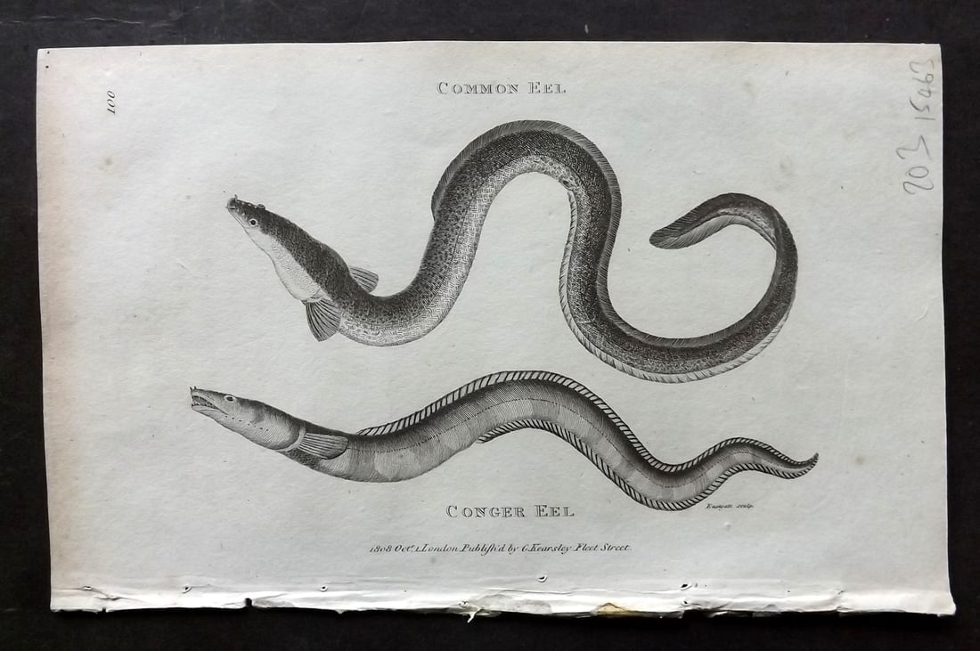 Shaw, George 1809 Antique Print. Conger Eel: Copper Plate Published 1809 by G.Kearsley, London for "Zoological Lectures..." by George Shaw. Paper Size: 8.5 x 5 inch (22 x 13cm) Good Condition
