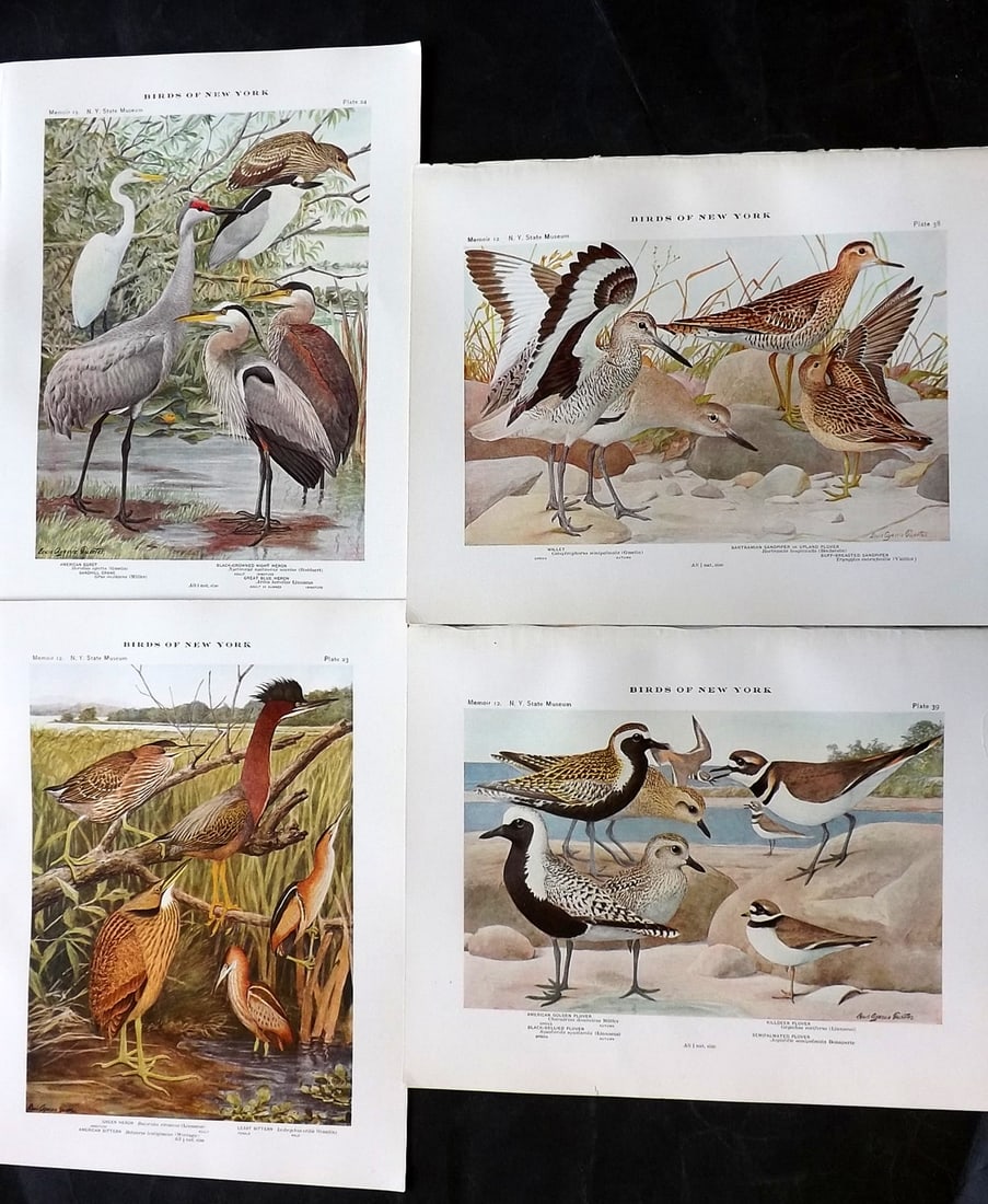 Eaton & Fuertes Birds of New York 1914 Lot of 4 Antique Bird Prints: Collotype Published 1909-15, Albany for "The Birds of New York" by Elon Howard Eaton. Illustrated by Louis Agassiz Fuertes. Part of the New York State Museum Annual Report Series. Paper Size: 11.5 x 9