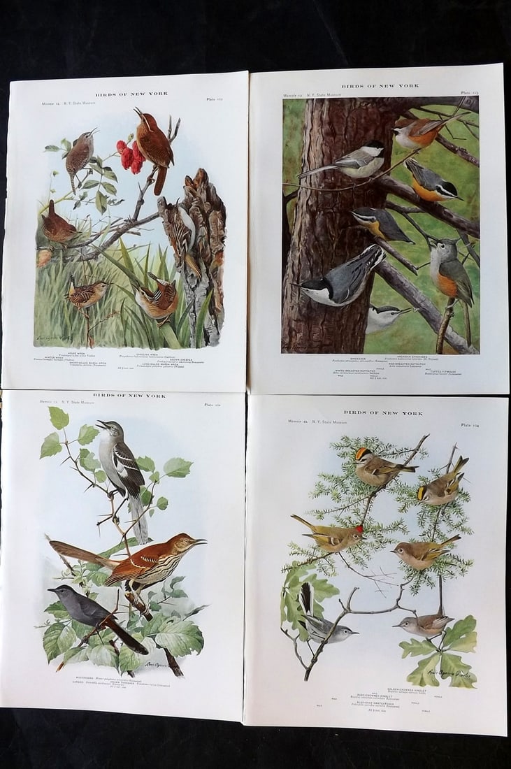 Eaton & Fuertes Birds of New York 1914 Lot of 4 Antique Bird Prints: Collotype Published 1909-15, Albany for "The Birds of New York" by Elon Howard Eaton. Illustrated by Louis Agassiz Fuertes. Part of the New York State Museum Annual Report Series. Paper Size: 11.5 x 9