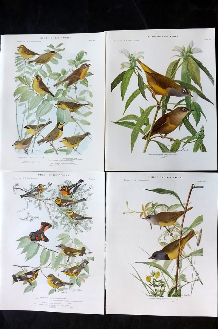 Eaton & Fuertes Birds of New York 1914 Lot of 4 Antique Bird Prints: Collotype Published 1909-15, Albany for "The Birds of New York" by Elon Howard Eaton. Illustrated by Louis Agassiz Fuertes. Part of the New York State Museum Annual Report Series. Paper Size: 11.5 x 9