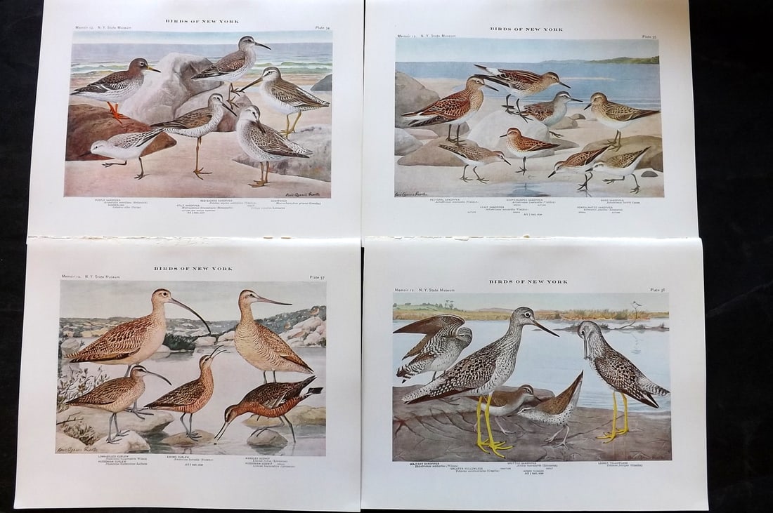 Eaton & Fuertes Birds of New York 1914 Lot of 4 Antique Bird Prints: Collotype Published 1909-15, Albany for "The Birds of New York" by Elon Howard Eaton. Illustrated by Louis Agassiz Fuertes. Part of the New York State Museum Annual Report Series. Paper Size: 11.5 x 9