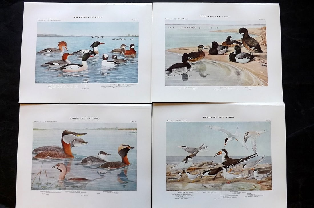 Eaton & Fuertes Birds of New York 1914 Lot of 4 Antique Bird Prints: Collotype Published 1909-15, Albany for "The Birds of New York" by Elon Howard Eaton. Illustrated by Louis Agassiz Fuertes. Part of the New York State Museum Annual Report Series. Paper Size: 11.5 x 9