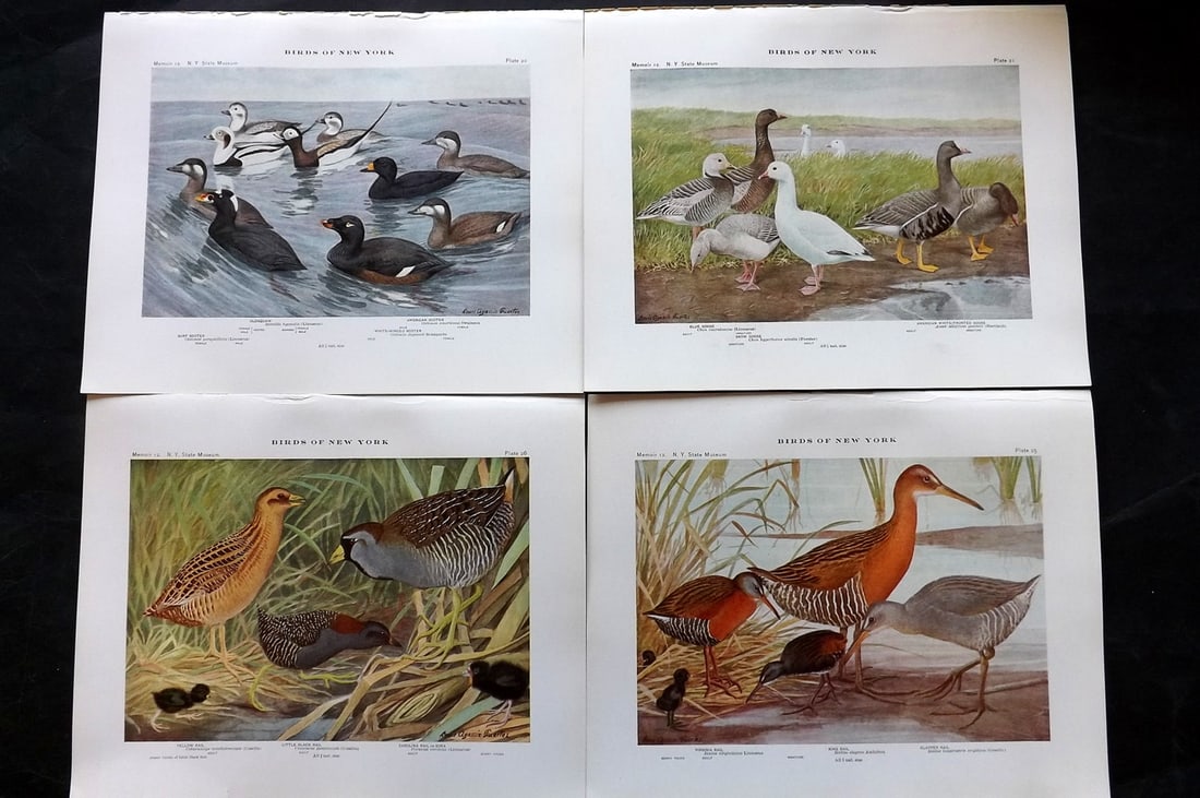 Eaton & Fuertes Birds of New York 1914 Lot of 4 Antique Bird Prints: Collotype Published 1909-15, Albany for "The Birds of New York" by Elon Howard Eaton. Illustrated by Louis Agassiz Fuertes. Part of the New York State Museum Annual Report Series. Paper Size: 11.5 x 9