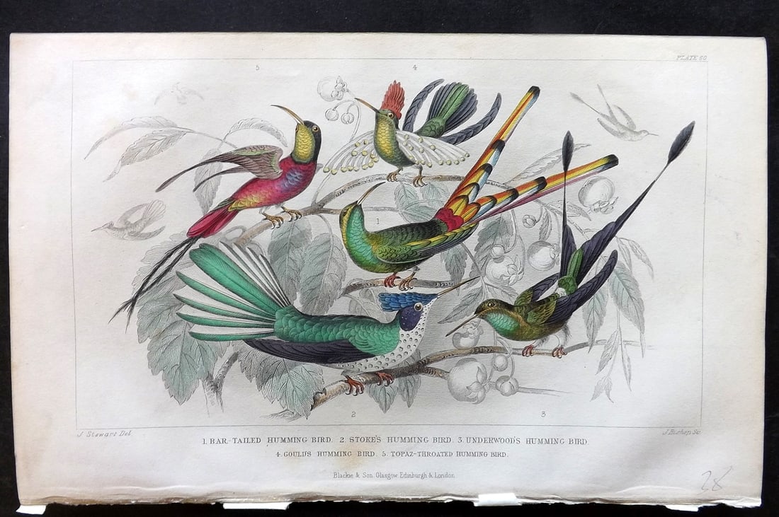 Goldsmith, Oliver 1852 Hand Col Bird Print. Hummingbirds: Hand Colored Steel Engraving Published 1852 by Blackie & Son, London for "A History of the Earth and Animated Nature" by Oliver Goldsmith. Paper Size: 9.5 x 6 inch (24 x 16cm) Good Condition
