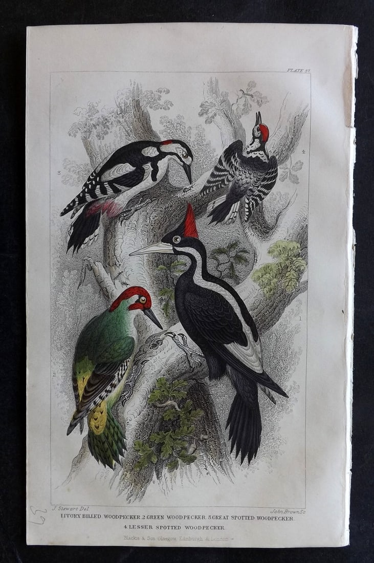 Goldsmith, Oliver 1852 Hand Col Bird Print. Woodpeckers: Hand Colored Steel Engraving Published 1852 by Blackie & Son, London for "A History of the Earth and Animated Nature" by Oliver Goldsmith. Paper Size: 9.5 x 6 inch (24 x 16cm) Good Condition