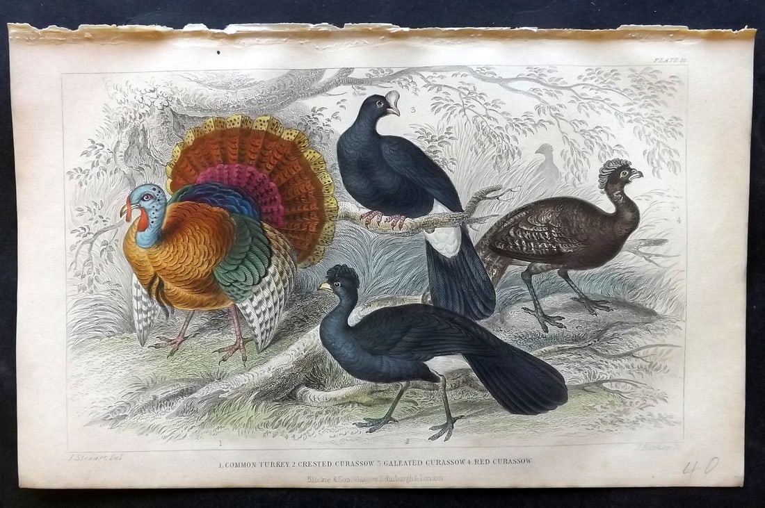 Goldsmith, Oliver 1852 Hand Col Bird Print. Turkey & Curassow: Hand Colored Steel Engraving Published 1852 by Blackie & Son, London for "A History of the Earth and Animated Nature" by Oliver Goldsmith. Paper Size: 9.5 x 6 inch (24 x 16cm) Good Condition