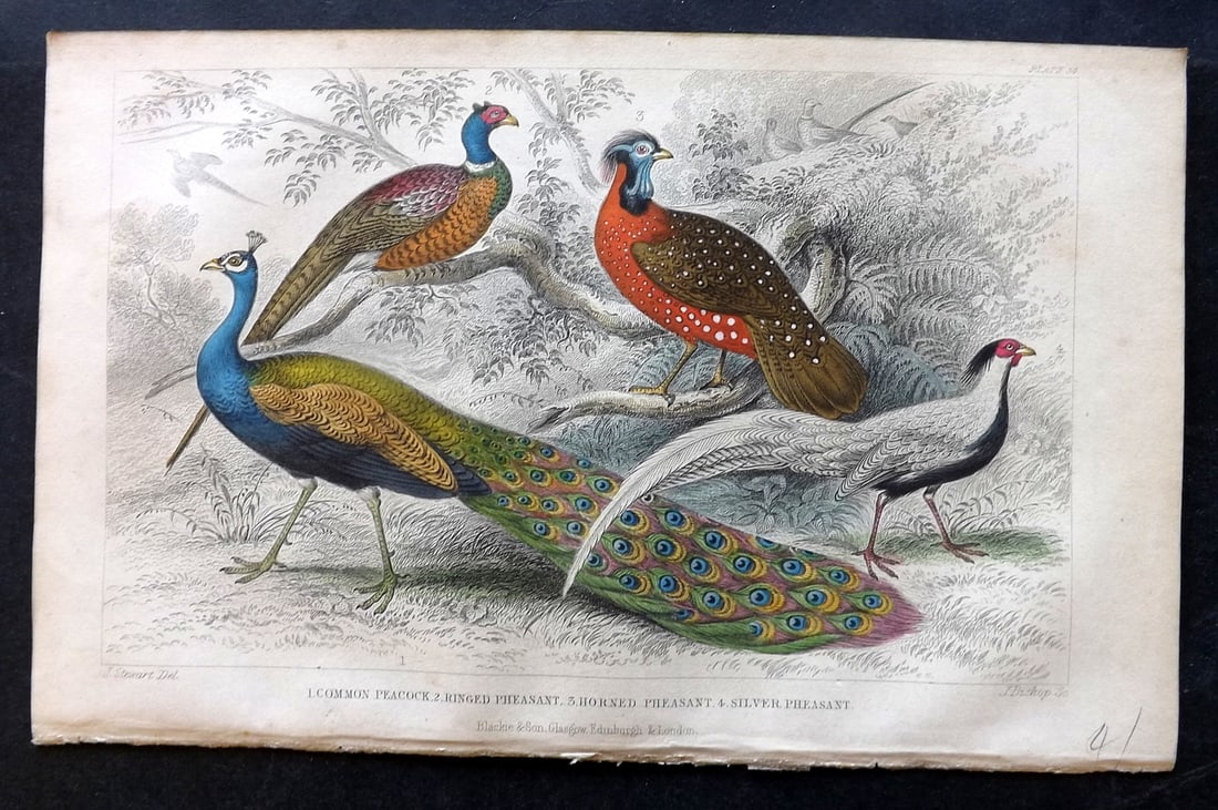 Goldsmith, Oliver 1852 Hand Col Bird Print. Peacock & Pheasant (1 of 1)