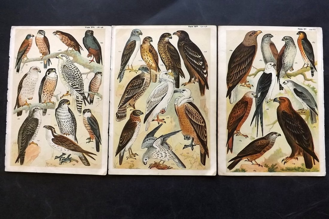 Gordon, W. J. C1900 Lot of 3 Birds of Prey Prints: Chromolithograph Published C1900, London for the "Our Country's" Series by W. J. Gordon. Paper Size: 7.5 x 5 inch (19 x 13cm) Good Condition