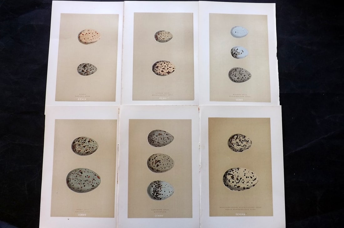 Morris, Francis 1896 Lot of 6 Antique Bird Egg Prints: Woodblocks Published 1870, London for "A Natural History of the Nests and Eggs of British Birds" By the Rev. Francis Orpen Morris, printed Benjamin Fawcett. Paper Size: 10 x 7 nch (26 x 18cm) Good Con