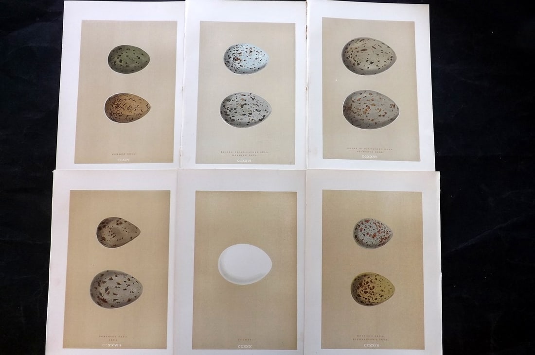 Morris, Francis 1896 Lot of 6 Antique Bird Egg Prints: Woodblocks Published 1870, London for "A Natural History of the Nests and Eggs of British Birds" By the Rev. Francis Orpen Morris, printed Benjamin Fawcett. Paper Size: 10 x 7 nch (26 x 18cm) Good Con