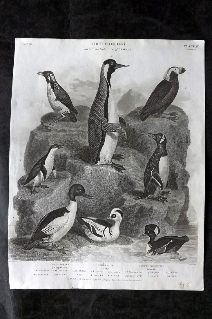 Rees, Abraham 1820 Antique Bird Print. Extinct Great Auk, Puffin, Penguin, Merganser: Copper Plate Published 1802-20 by Longman, Hurst, Rees & Orme for "The Cycloaedia: or, Universal dictionary of arts, sciences, and literature" By Abraham Rees. Paper Size: 10 x 8 inch (26 x 20cm) Good