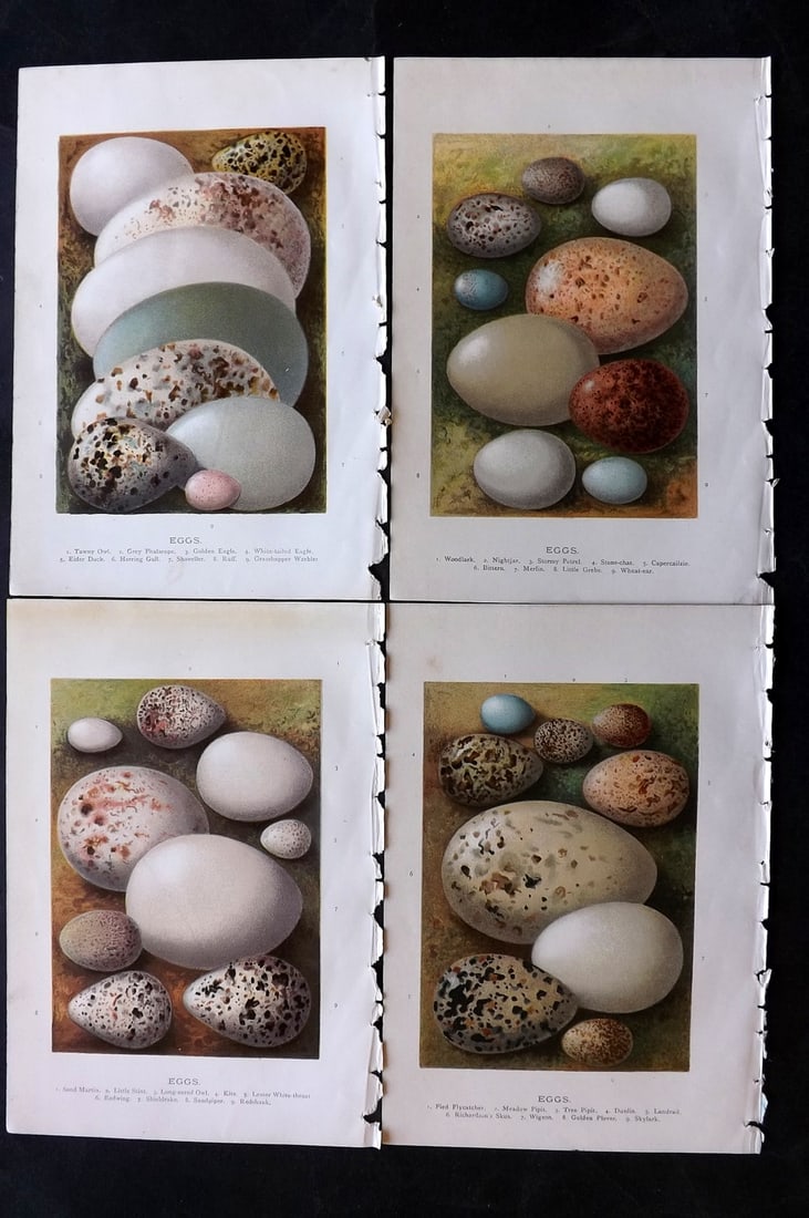 Swaysland, Walter 1883 Lot of 4 First Edition Bird Egg Prints: Chromolithograph Published 1883, London for "Familiar Wild Birds" First Edition by Walter Swaysland. Illustrated by Archibald Thorburn and others. Paper Size: 7.5 x 5 inch (19 x 13cm) Good Condition