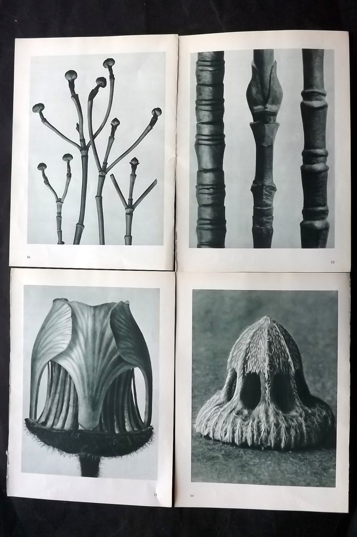 Blossfeldt, Karl 1953 Lot of 4 Vintage Botanical Prints: Photogravures Published 1953, Berlin for "Urformen der Kunst" by Karl Blossfeldt. Printed both sides, with no show through. Paper Size: 12 x 9.5 inch (31 x 24cm) Good Condition