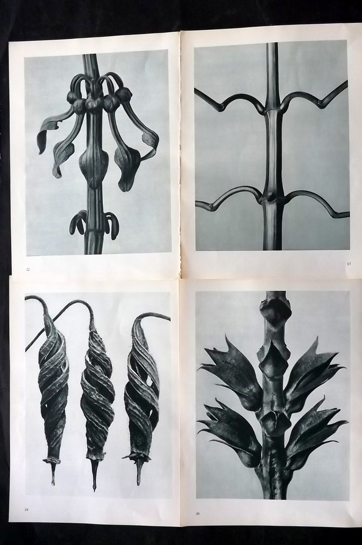 Blossfeldt, Karl 1953 Lot of 4 Vintage Botanical Prints: Photogravures Published 1953, Berlin for "Urformen der Kunst" by Karl Blossfeldt. Printed both sides, with no show through. Paper Size: 12 x 9.5 inch (31 x 24cm) Good Condition