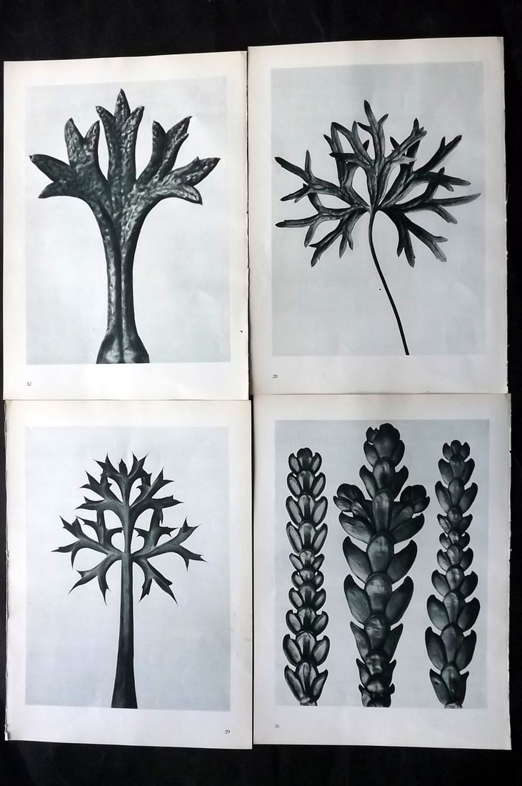 Blossfeldt, Karl 1953 Lot of 4 Vintage Botanical Prints: Photogravures Published 1953, Berlin for "Urformen der Kunst" by Karl Blossfeldt. Printed both sides, with no show through. Paper Size: 12 x 9.5 inch (31 x 24cm) Good Condition