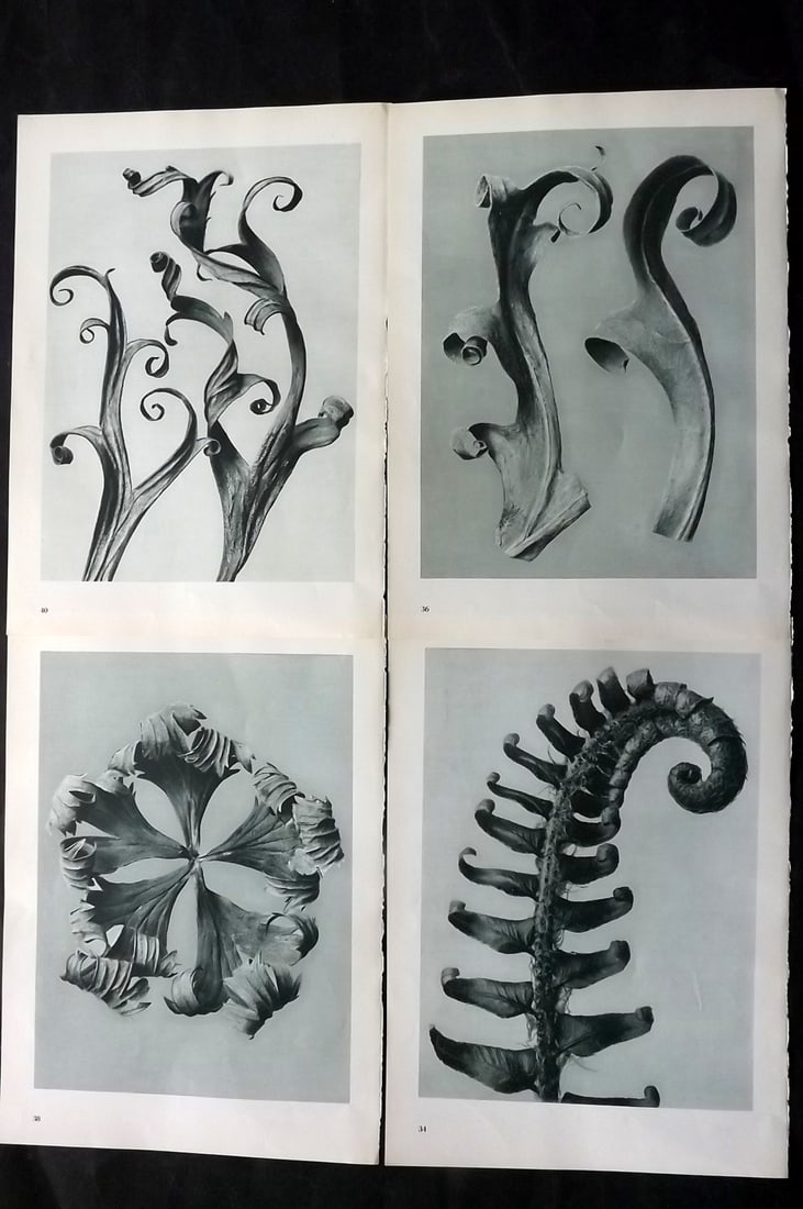 Blossfeldt, Karl 1953 Lot of 4 Vintage Botanical Prints: Photogravures Published 1953, Berlin for "Urformen der Kunst" by Karl Blossfeldt. Printed both sides, with no show through. Paper Size: 12 x 9.5 inch (31 x 24cm) Good Condition