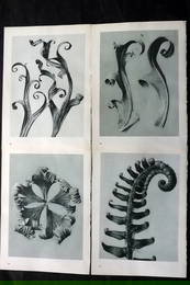 Blossfeldt, Karl 1953 Lot of 4 Vintage Botanical Prints