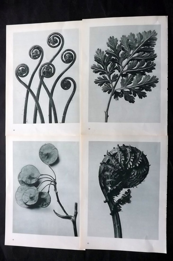 Blossfeldt, Karl 1953 Lot of 4 Vintage Botanical Prints: Photogravures Published 1953, Berlin for "Urformen der Kunst" by Karl Blossfeldt. Printed both sides, with no show through. Paper Size: 12 x 9.5 inch (31 x 24cm) Good Condition