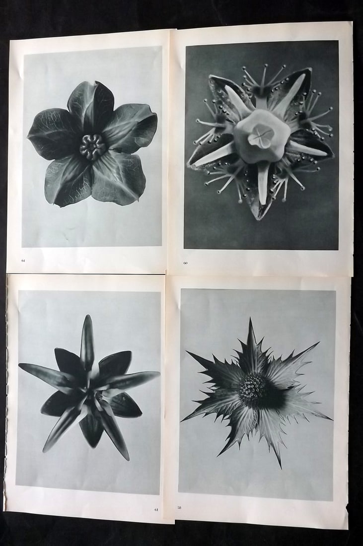 Blossfeldt, Karl 1953 Lot of 4 Vintage Botanical Prints: Photogravures Published 1953, Berlin for "Urformen der Kunst" by Karl Blossfeldt. Printed both sides, with no show through. Paper Size: 12 x 9.5 inch (31 x 24cm) Good Condition