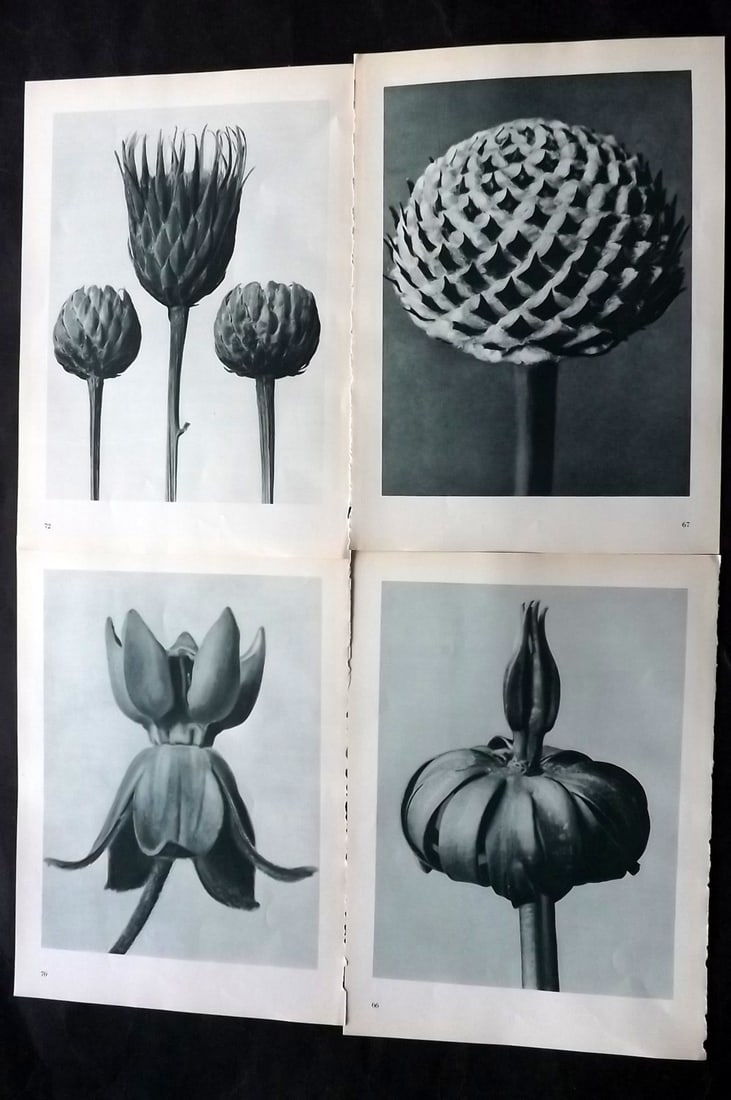 Blossfeldt, Karl 1953 Lot of 4 Vintage Botanical Prints: Photogravures Published 1953, Berlin for "Urformen der Kunst" by Karl Blossfeldt. Printed both sides, with no show through. Paper Size: 12 x 9.5 inch (31 x 24cm) Good Condition