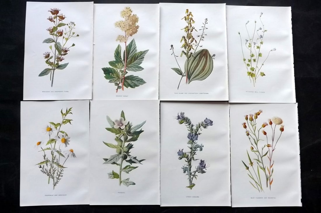 Hulme, Edward C1900 Lot of 8 Botanical Prints. Wild Flowers: Offset Lithographs Published C1900, London for "Familiar Wild Flowers" by F. Edward Hulme & Shirley Hibberd. Paper Size: 7.5 x 5 inch (19 x 13cm) Good Condition