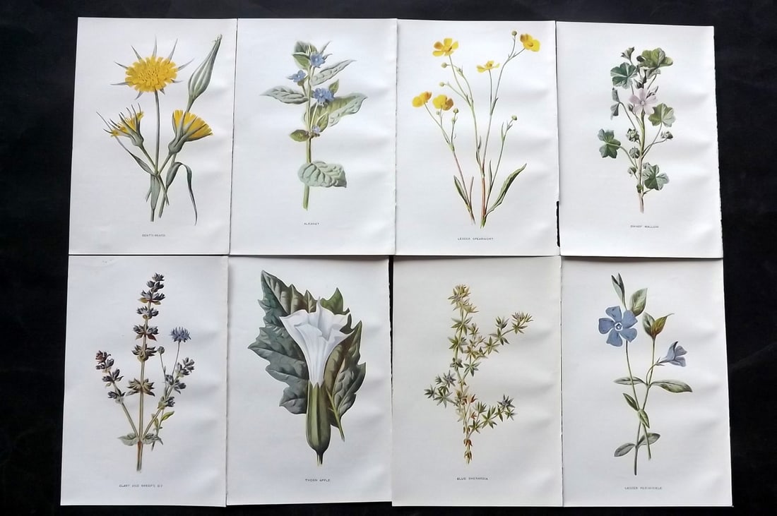 Hulme, Edward C1900 Lot of 8 Botanical Prints. Wild Flowers: Offset Lithographs Published C1900, London for "Familiar Wild Flowers" by F. Edward Hulme & Shirley Hibberd. Paper Size: 7.5 x 5 inch (19 x 13cm) Good Condition