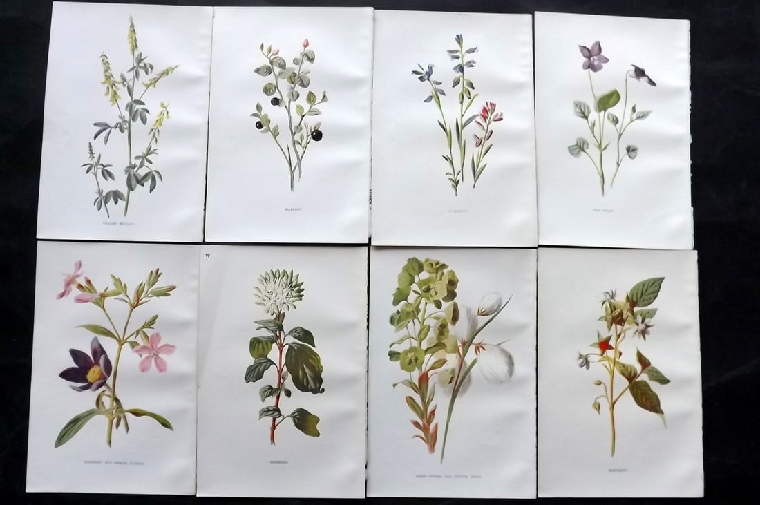 Hulme, Edward C1900 Lot of 8 Botanical Prints. Wild Flowers: Offset Lithographs Published C1900, London for "Familiar Wild Flowers" by F. Edward Hulme & Shirley Hibberd. Paper Size: 7.5 x 5 inch (19 x 13cm) Good Condition