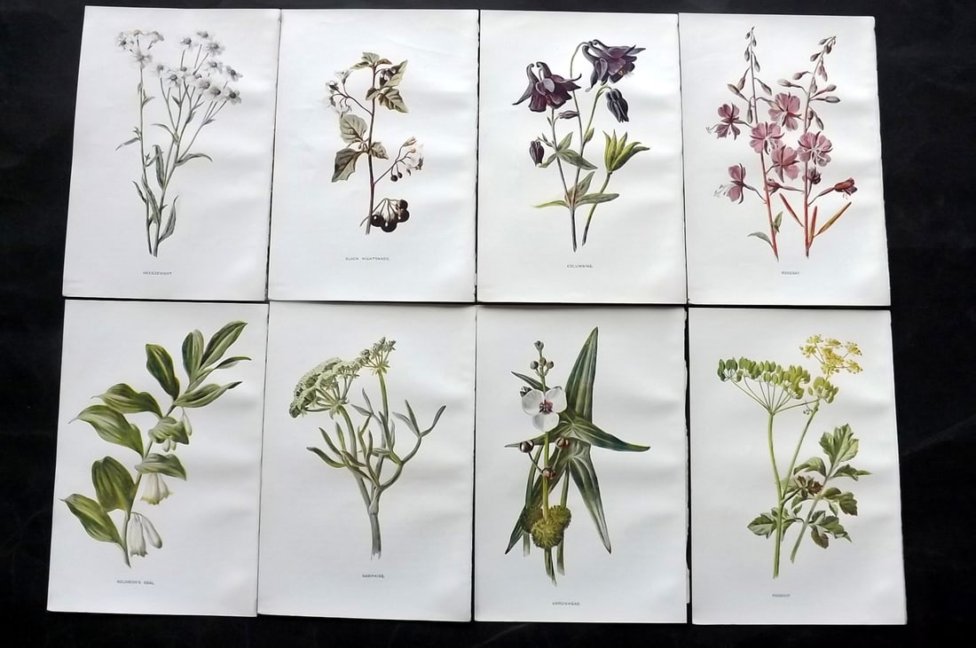 Hulme, Edward C1900 Lot of 8 Botanical Prints. Wild Flowers: Offset Lithographs Published C1900, London for "Familiar Wild Flowers" by F. Edward Hulme & Shirley Hibberd. Paper Size: 7.5 x 5 inch (19 x 13cm) Good Condition
