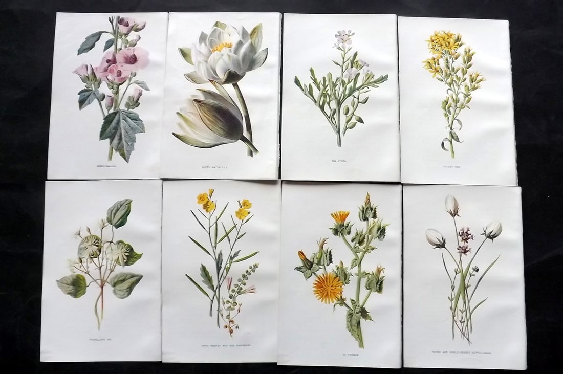 Hulme, Edward C1900 Lot of 8 Botanical Prints. Wild Flowers: Offset Lithographs Published C1900, London for "Familiar Wild Flowers" by F. Edward Hulme & Shirley Hibberd. Paper Size: 7.5 x 5 inch (19 x 13cm) Good Condition