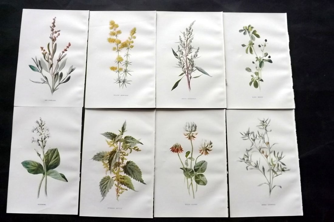 Hulme, Edward C1900 Lot of 8 Botanical Prints. Wild Flowers: Offset Lithographs Published C1900, London for "Familiar Wild Flowers" by F. Edward Hulme & Shirley Hibberd. Paper Size: 7.5 x 5 inch (19 x 13cm) Good Condition