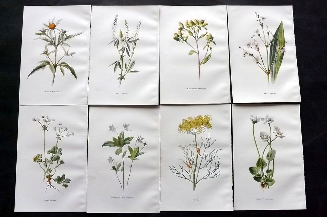 Hulme, Edward C1900 Lot of 8 Botanical Prints. Wild Flowers: Offset Lithographs Published C1900, London for "Familiar Wild Flowers" by F. Edward Hulme & Shirley Hibberd. Paper Size: 7.5 x 5 inch (19 x 13cm) Good Condition