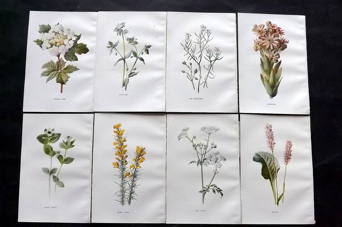 Hulme, Edward C1900 Lot of 8 Botanical Prints. Wild Flowers: Offset Lithographs Published C1900, London for "Familiar Wild Flowers" by F. Edward Hulme & Shirley Hibberd. Paper Size: 7.5 x 5 inch (19 x 13cm) Good Condition