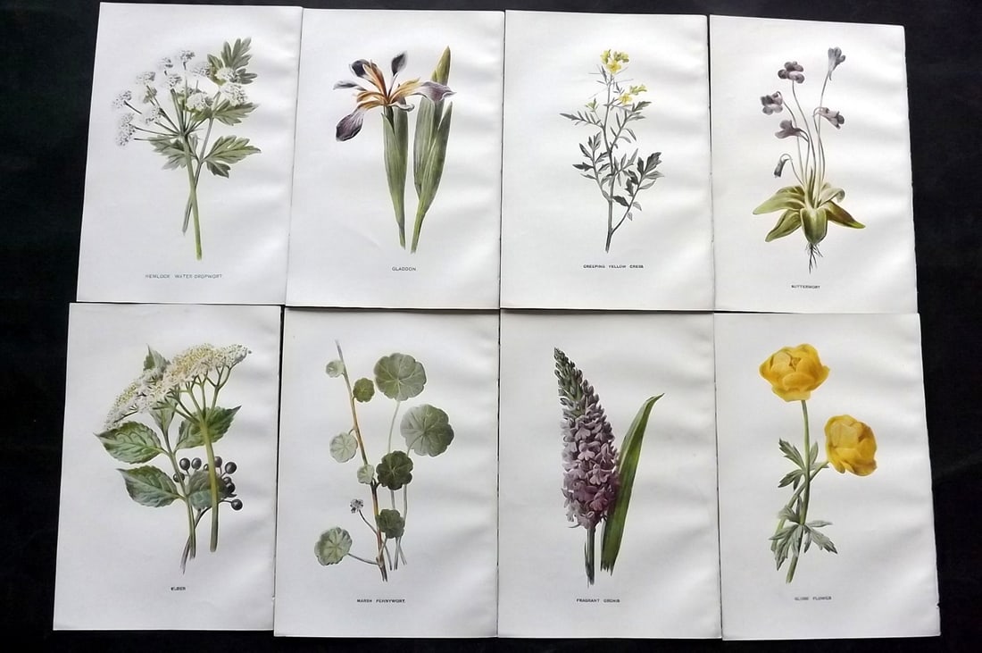 Hulme, Edward C1900 Lot of 8 Botanical Prints. Wild Flowers: Offset Lithographs Published C1900, London for "Familiar Wild Flowers" by F. Edward Hulme & Shirley Hibberd. Paper Size: 7.5 x 5 inch (19 x 13cm) Good Condition