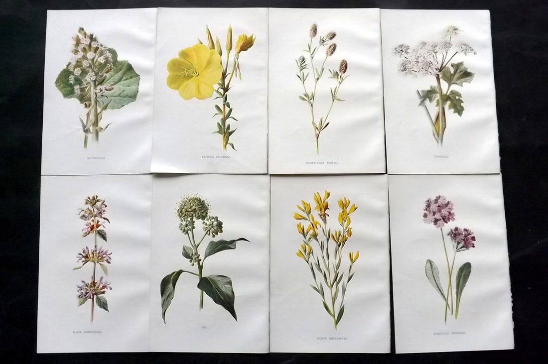 Hulme, Edward C1900 Lot of 8 Botanical Prints. Wild Flowers: Offset Lithographs Published C1900, London for "Familiar Wild Flowers" by F. Edward Hulme & Shirley Hibberd. Paper Size: 7.5 x 5 inch (19 x 13cm) Good Condition