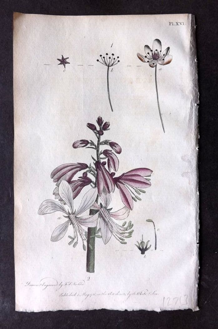 Nodder & Martyn 1815 Hand Col Botanical Print. Small Scabious, Wild Madder 11: Hand Colored Copper Plate Published 1815, London for "Thirty-eight Plates, with Explanations, Intended to Illustrate Linnaeus's System of Vegetables" by Thomas Martyn. Drawn & Engraved by Frederick Po