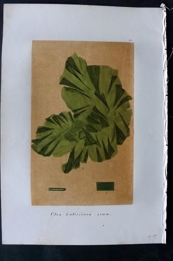 Original Art C1875 Seaweed. Ulva Latissima 40: Pen, Ink and/or Watercolour Made in C1875, England for a privately created work on British Seaweeds by an unknown but Gifted Artist. Each drawing with accompanying descriptive manuscript plate, also f