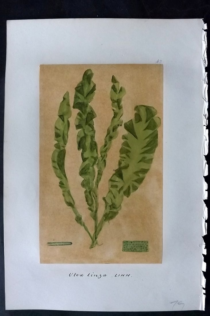 Original Art C1875 Seaweed. Ulva Linza 42 (1 of 1)