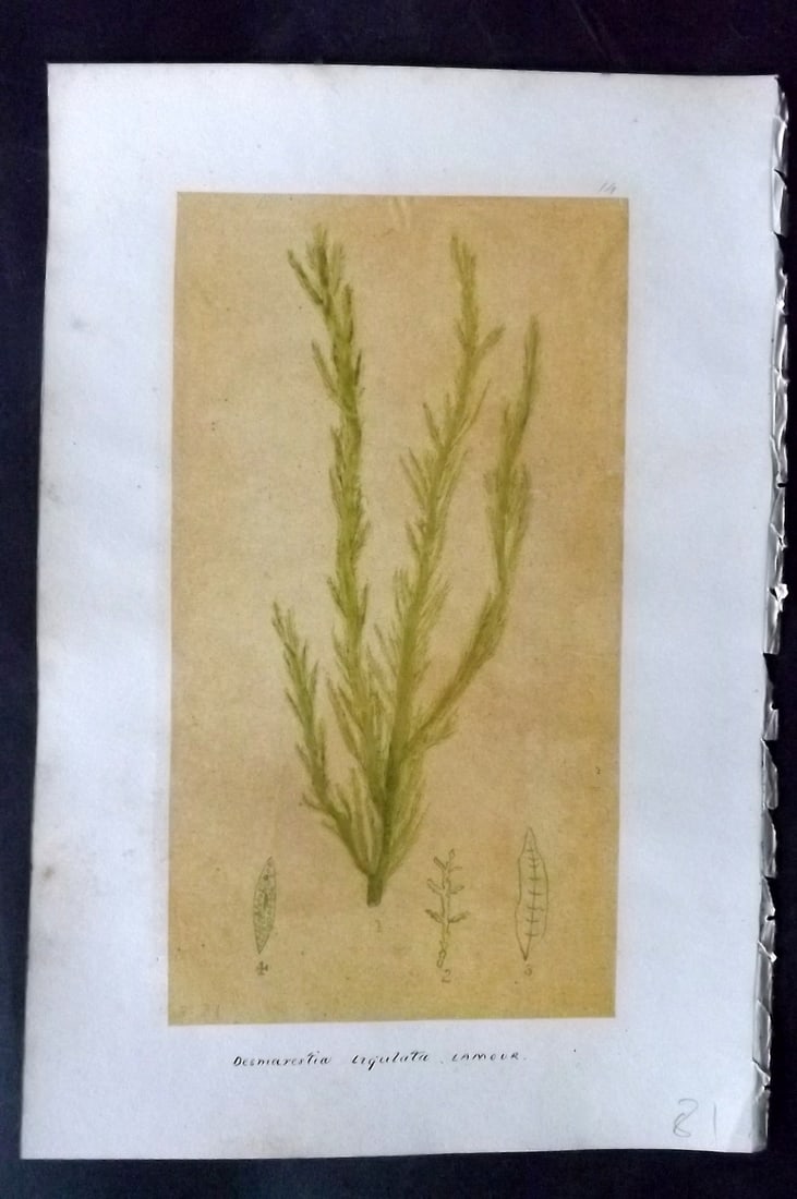 Original Art C1875 Seaweed. Desmarestia Ligulata 14: Pen, Ink and/or Watercolour Made in C1875, England for a privately created work on British Seaweeds by an unknown but Gifted Artist. Each drawing with accompanying descriptive manuscript plate, also f