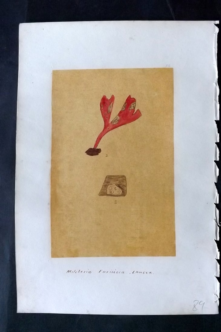 Original Art C1875 Seaweed. Melobesia Farinosa 56: Pen, Ink and/or Watercolour Made in C1875, England for a privately created work on British Seaweeds by an unknown but Gifted Artist. Each drawing with accompanying descriptive manuscript plate, also f