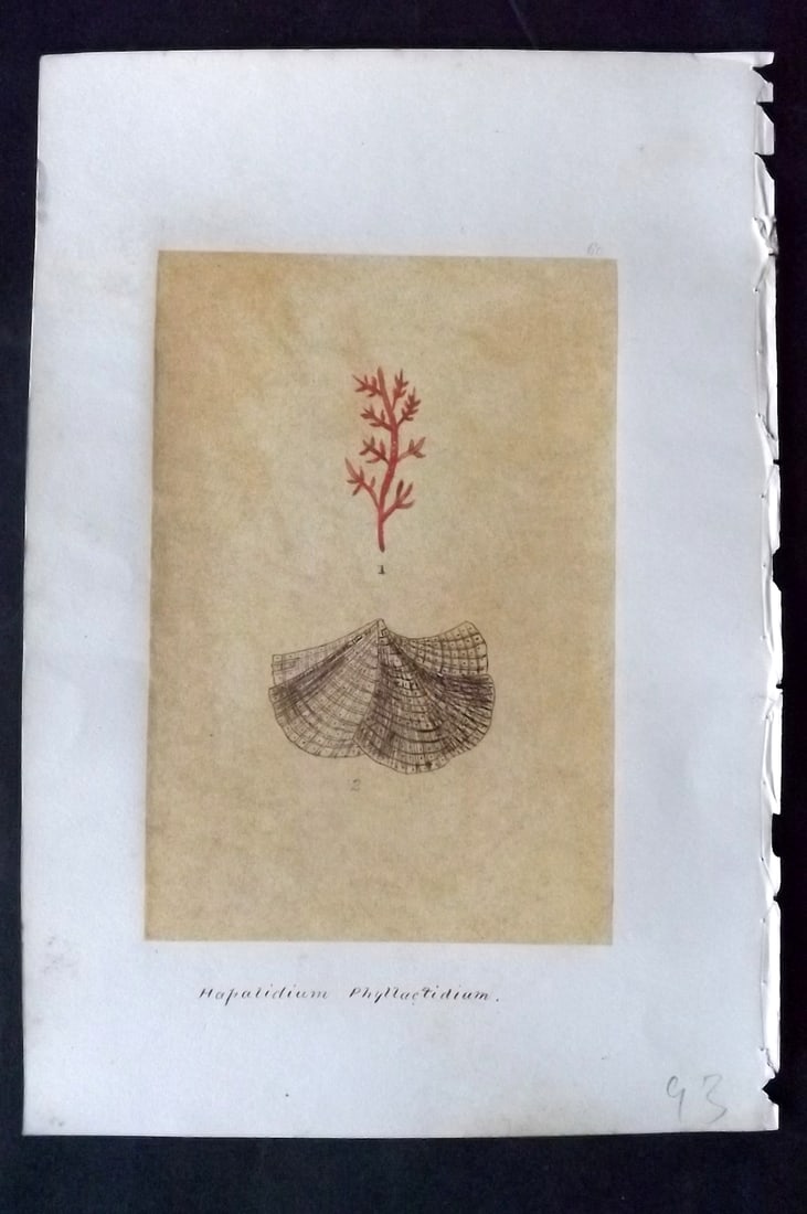 Original Art C1875 Seaweed. Hapalidium Phyllactidium 60: Pen, Ink and/or Watercolour Made in C1875, England for a privately created work on British Seaweeds by an unknown but Gifted Artist. Each drawing with accompanying descriptive manuscript plate, also f