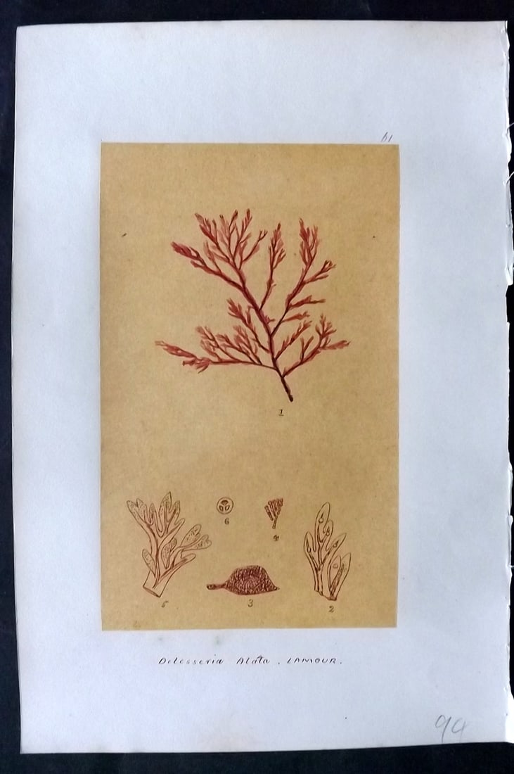 Original Art C1875 Seaweed. Delesseria Alata 61: Pen, Ink and/or Watercolour Made in C1875, England for a privately created work on British Seaweeds by an unknown but Gifted Artist. Each drawing with accompanying descriptive manuscript plate, also f