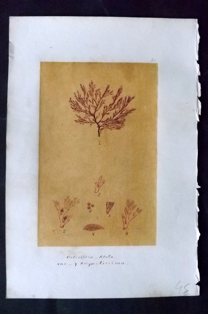 Original Art C1875 Seaweed. Delesseria Alata 62: Pen, Ink and/or Watercolour Made in C1875, England for a privately created work on British Seaweeds by an unknown but Gifted Artist. Each drawing with accompanying descriptive manuscript plate, also f